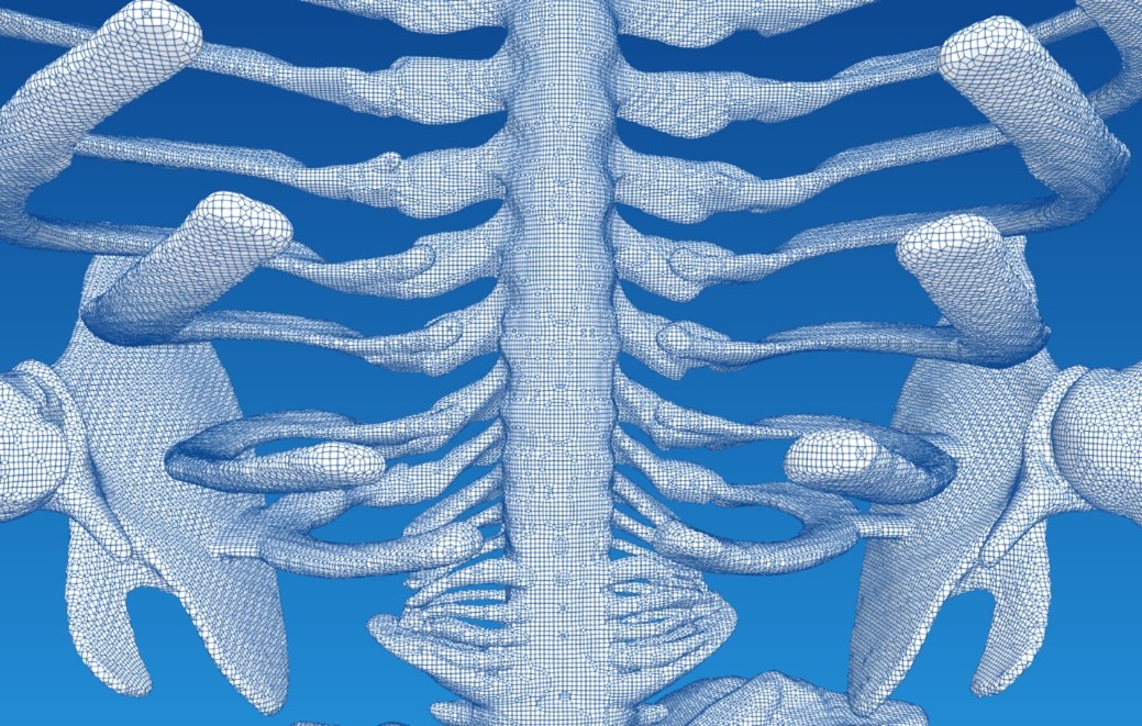 Picture5 hexahedral mesh for a whale skeleton